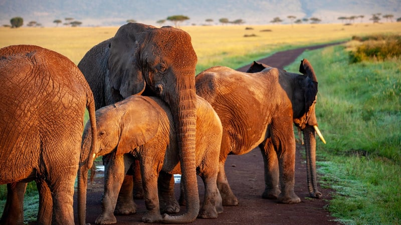 Exotic Wildlife